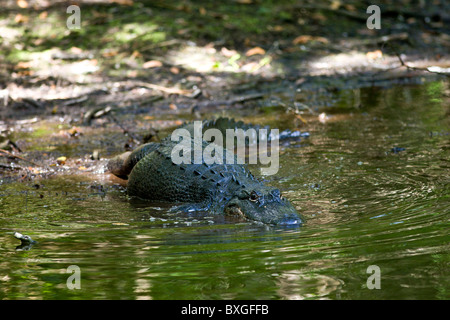 Alligator Fakahatchee Strand bewahren, Staatspark, den Everglades, Florida, Vereinigte Staaten von Amerika Stockfoto