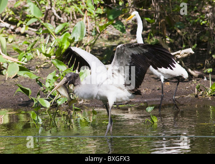 Typische Szene in Everglades Silberreiher und gefährdeten Arten Holz Storch in Glade, Florida, USA Stockfoto