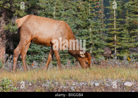 Elch-Weibchen Weiden, Cervus Canadensis, Jasper Nationalpark, Alberta, Kanada Stockfoto