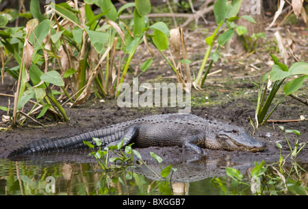 Alligator Fakahatchee Strand bewahren, Staatspark, den Everglades, Florida, Vereinigte Staaten von Amerika Stockfoto