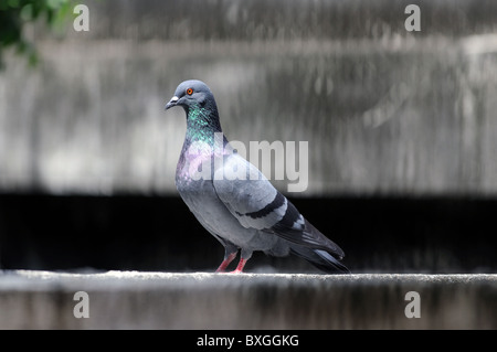 Eine vorsichtige Taube sitzt auf einer Betonwand Stockfoto