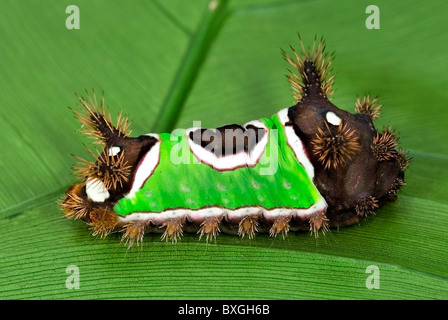 Sattel hinten Raupe "Acharia SP" aus Costa Rica. Stockfoto