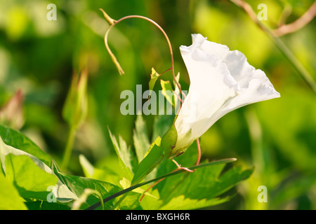 White Hedge Ackerwinde Calystegia Sepium (Convolvulus Sepium) Blume von der Abendsonne für natürliche floraler Hintergrund beleuchtet Stockfoto