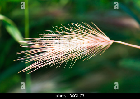 Ährchen des Grases durch die Abendsonne für natürliche floraler Hintergrund beleuchtet Stockfoto