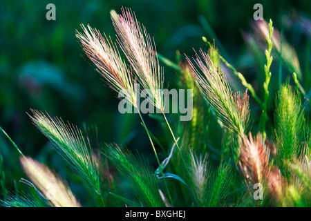 Ährchen des Grases durch die Abendsonne für natürliche floraler Hintergrund beleuchtet Stockfoto