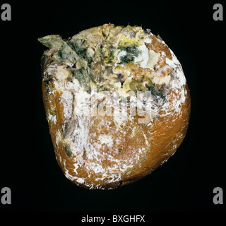 Braunfäule (Trichoderma SP.) grüne Lagerung Schimmel auf einer Grapefruit Frucht Stockfoto