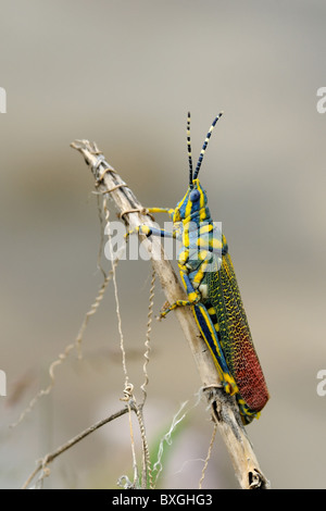 eine bemalte Grass Hopper hocken auf einem Ast Stockfoto