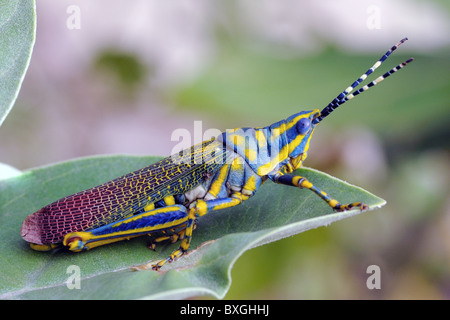 eine bemalte Grass Hopper hocken auf einem Ast Stockfoto