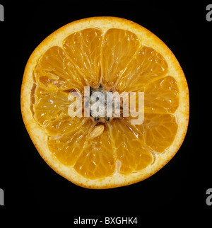 Grauschimmel (Botrytis Cinerea) Infektion im Mittelpunkt eines Schnitts gespeichert Orangenfrucht