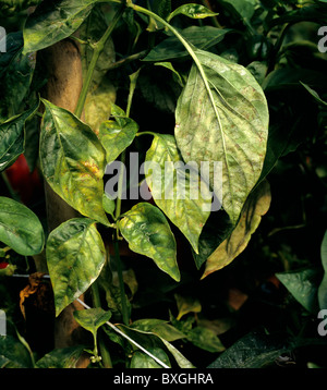 Echter Mehltau (Leveillula Taurica) Infektion auf Sweet Pepper Leaf, Portugal Stockfoto