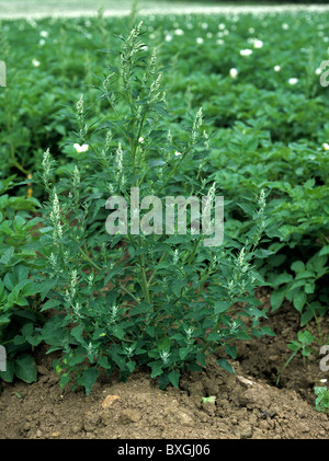 Fette Henne (Chenopodium Album) in Reifung Kartoffelernte Blüte Stockfoto