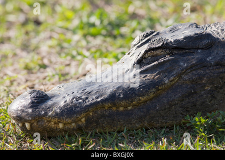 Alligator in den Everglades, Florida, Vereinigte Staaten von Amerika Stockfoto