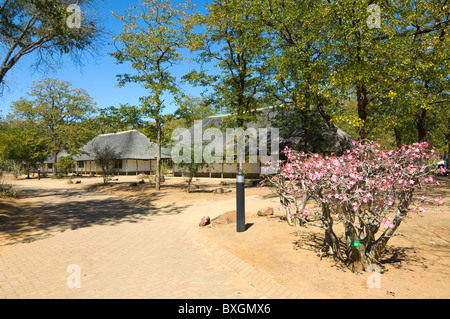 Shingwedzi Rest Camp Kruger Nationalpark in Südafrika Stockfoto
