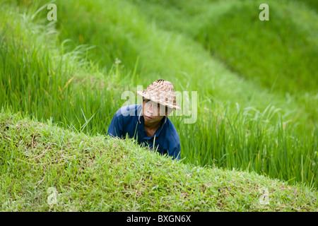 Balinesischen Bauern arbeiten auf die Reisterrassen in Tellangan, Bali, Indonesien Stockfoto