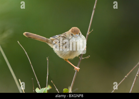 Rufous-Winged Cisticola Cisticola Galactotes Krüger Nationalpark in Südafrika Stockfoto