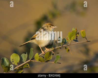 Rufous-Winged Cistensänger (Cistensänger Galactotes), Krüger Nationalpark, Südafrika Stockfoto