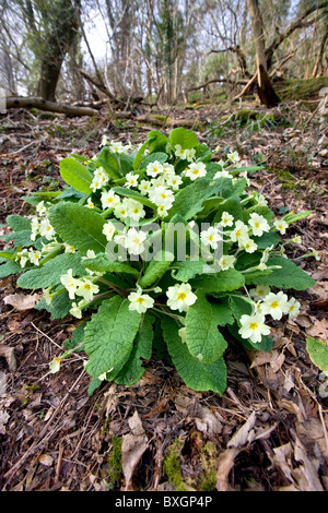 Primel Primula Vulgaris wächst auf einem Waldboden in Somerset Stockfoto