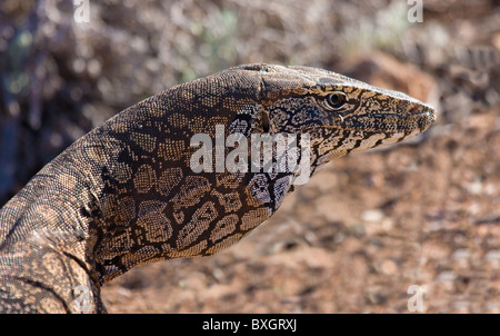 Perentie oder Goanna Varanus Giganteus die größte Waran in Australien und der drittgrößte auf der Erde Stockfoto