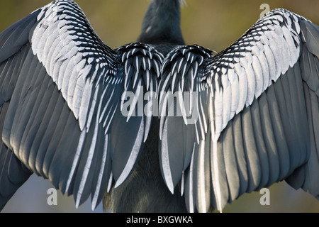 Anhinga Snakebird Darter, Anhinga Anhinga, Luft trocknen Federn in den Everglades, Florida, Vereinigte Staaten von Amerika Stockfoto