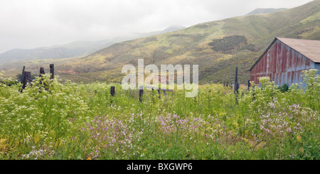 Frühling Wildblumen und gefleckte Sonnenlicht am Big Sur Küste Hügel, Garrapata State Park, Kalifornien, USA Stockfoto