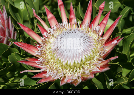 Königsprotea aka Giant Protea, Honeypot oder King Sugar Bush, Protea Cynaroides Proteaceae, Kapprovinz, Südafrika Stockfoto