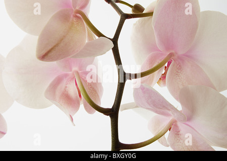 Close up Portrait of White Phalaenopsis Orchid Stockfoto