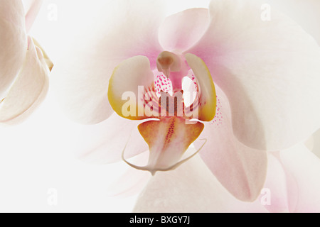 Close up Portrait of White Phalaenopsis Orchid Stockfoto
