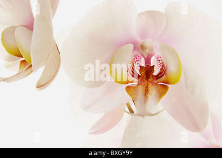 Close up Portrait of White Phalaenopsis Orchid Stockfoto