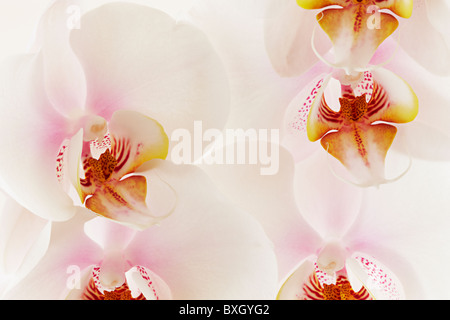 Close up Portrait of White Phalaenopsis Orchid Stockfoto