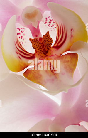 Close up Portrait of White Phalaenopsis Orchid Stockfoto