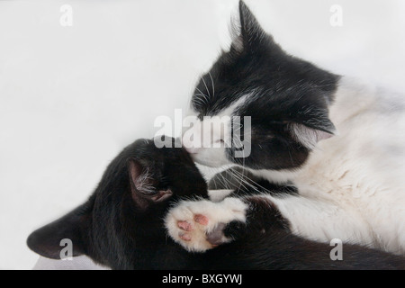 zwei verspielte Kätzchen waschen einander Stockfoto