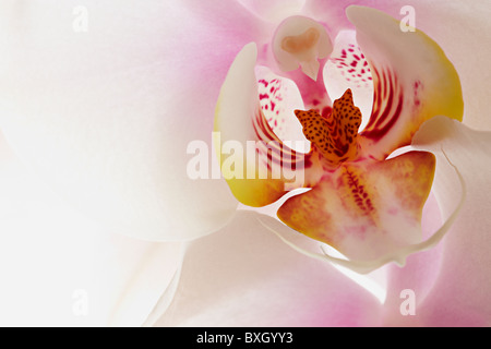 Close up Portrait of White Phalaenopsis Orchid Stockfoto