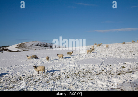 Peak District Derbyshire England UK Dezember Schafe versuchen, Essen in einem schneebedeckten Feld finden Stockfoto