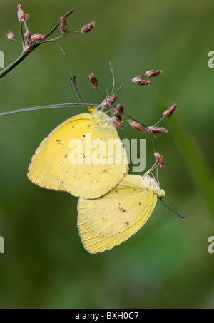 Drei-Punkt Rasen gelb Eurema Blanda silhetana Stockfoto