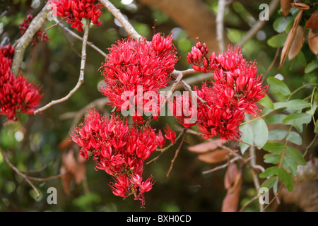 Weinend Boer-Bohne, Schotia Brachypetala, Fabaceae. Western Cape, Südafrika. Buschfeld Stockfoto