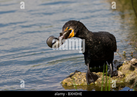 Kormoran mit lebendem Fisch gefangen im Fluss, Everglades, Florida, Vereinigte Staaten von Amerika Stockfoto