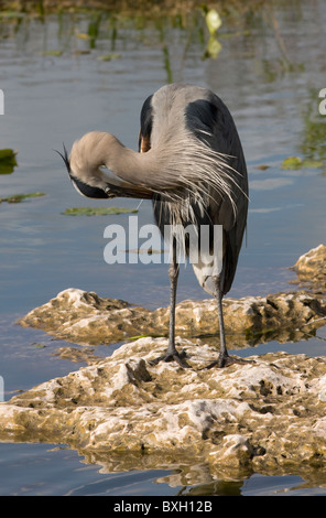 Great Blue Heron Ardea Herodias, putzen Federn am Flussufer in den Everglades, Florida, USA Stockfoto