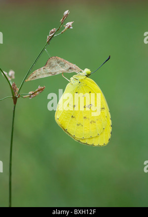 Drei-Punkt Rasen gelb Eurema Blanda silhetana Stockfoto