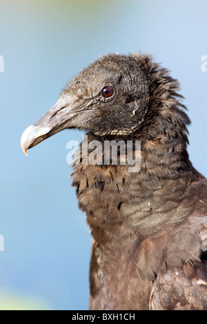 Mönchsgeier, Coragyps Atratus, in den Everglades, Florida, USA Stockfoto