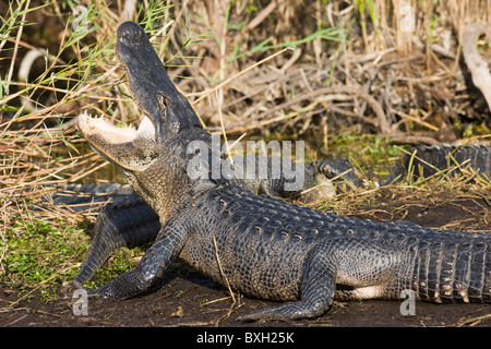 Alligator von Turner River, Everglades, Florida, USA Stockfoto