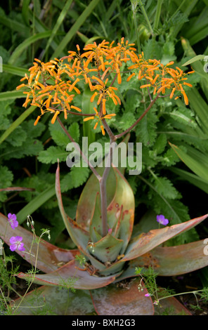 Korallen Aloe, Aloe Striata, Asphodelaceae. Western Cape, Südafrika. Sommerregen Karoo. Stockfoto