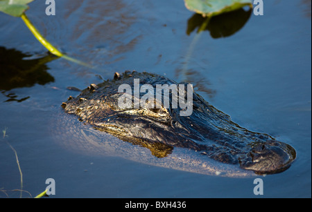 Alligator im Fluss Wasser, Everglades, Florida, Vereinigte Staaten von Amerika Stockfoto