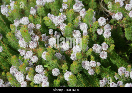 Bottlebrush Spiderhead, Serruria Brownii, Proteaceae. A vom Aussterben bedroht das Protea aus Südafrika. Fynbos. Stockfoto