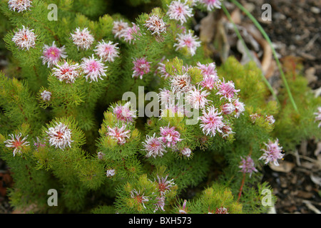 Erdbeer-Spiderhead, Serruria Aemula var Congesta, Proteaceae. In freier Wildbahn ausgestorben. Kirstenbosch Botanical Gardens, Cape Town Stockfoto