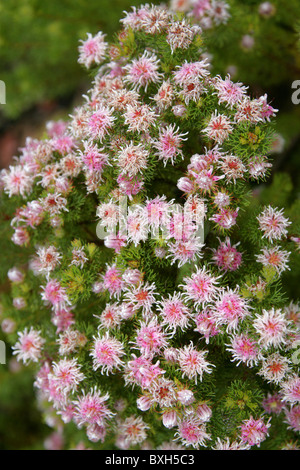 Erdbeer-Spiderhead, Serruria Aemula var Congesta, Proteaceae. In freier Wildbahn ausgestorben. Kirstenbosch Botanical Gardens, Cape Town Stockfoto