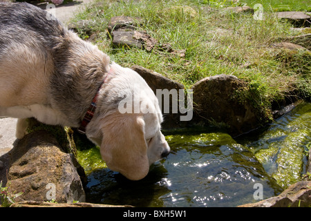 älteren Beagle aus Teich trinken Stockfoto