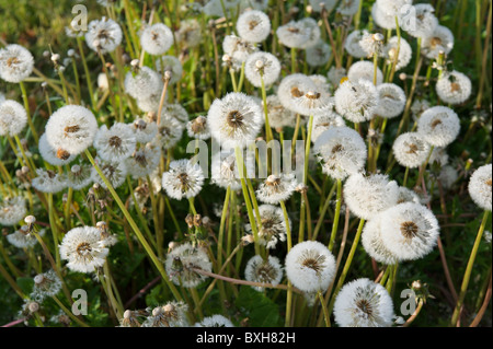 Gruppe von Löwenzahn Uhren Stockfoto