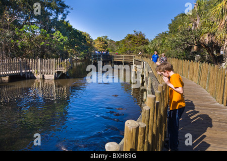 Kinder betrachten Alligatoren in St. Augustine Alligator Farm Zoological Park in St. Augustine Florida Stockfoto