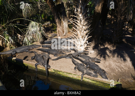 Alligatoren am Ufer bei St. Augustine Alligator Farm Zoological Park in St. Augustine Florida Stockfoto