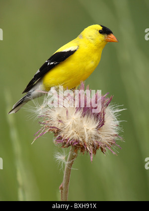 Eine amerikanische Stieglitz auf einer Sommer-Distel. Stockfoto